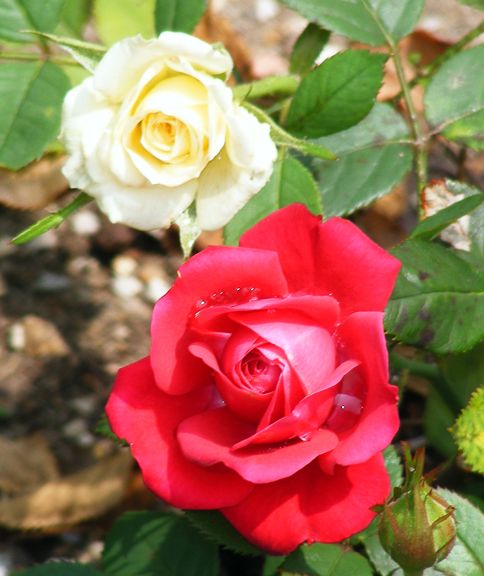 Montana photo mon2013_07050101_zps10649983.jpg